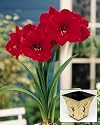 Amaryllis Red Lion in a Ball-foot Tulip pot