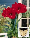 Amaryllis Red Lion in a Ball-foot Tulip pot