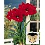 Amaryllis Red Lion in a Ball-foot Tulip pot
