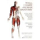Wall Chart of Human Anatomy by Thomas McCracken
