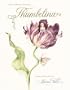 Hans Christian Andersen's Thumbelina