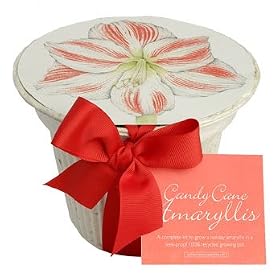 Candy Cane Amaryllis Pot Ready-To-Grow Bulb Set