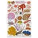 Indian Ocean Marine Invertebrates Fishwatchers I.D. Card