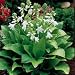 Royal Standard Hosta