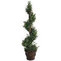 Spiral Mini Bay Leaf Topiary in Pot - 4.5'