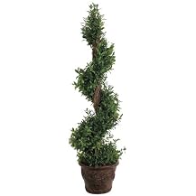 Spiral Mini Bay Leaf Topiary in Pot - 4.5'