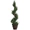 Spiral Mini Bay Leaf Topiary in Pot - 4.5'