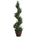 Spiral Mini Bay Leaf Topiary in Pot - 4.5'