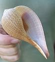 Fig Seashell Sea Shell