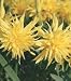 Narcissus Rip van Winkle