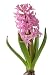 Flower Hyacinth Isolated on White Background - 24