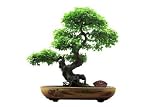Chinese Green Bonsai Tree Isolated on White Background. - 72