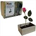 Green Gift - Poo in a Box - Grow a Rose in Ordourless Elephant Poo