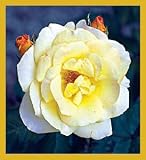 White Rose Bookmark