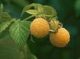 Fall Gold Heritage Raspberry Vine, One Gallon Container by Monrovia Growers