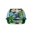 Cheap Deals on Dunecraft Coffee Trees - Produce Your Own Coffee Beans!