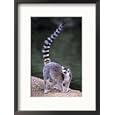 Ringtail Lemur, Lemur Catta Collections Framed Photographic Poster Print by Mark Newman, 17x21