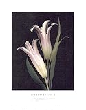 Fleurs-de-Lis I Photography Art Poster Print by S. G. Rose, 11x14