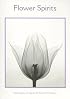 Flower Spirits Boxed Notecards