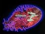 The Immunity Syndrome