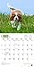 Cavalier King Charles Spaniel Puppies 2017 Calendar