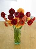 VeriFlora Double Daisy Bouquet, Eco-Friendly - VeriFlora Certified, Red and Orange Daisy Bouquet