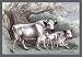 White Urus - 12x18 Framed Print in Black Frame (17x23 finished)