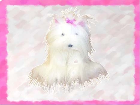 41SHFje2QyL 345 Teacup Silky White Dog 15 Make Your Own *NO SEW* Stuffed Animal Kit