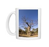 Baobab tree, South Luangwa National Park, Zambia, Africa Photo Mugs