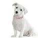 HRH PETS Cubic Zirconium Charm Letter - Collection