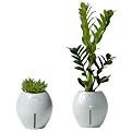 Grobal Self-Watering Pots - Concrete