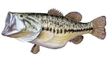 Signature Series-Large Mouth Bass Fish Replica-16 Pound/26 Inch/right facing