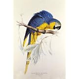 Parrot by Edward Lear (Print On Demand)