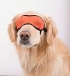 ORANGE - X-SMALL - Doggles Mesh Eyewear - Sunshade - Sunglasses