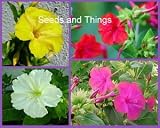 Four O'Clocks Flower Seed Mix Pink Red Yellow White 99 Seeds