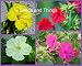 99 Four O'Clocks Flower Seed Mix Pink Red Yellow White
