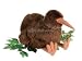Wildlife / Domestic Animals : Kiwi Bird 12