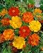 Bright Lights Cosmos Seeds - Cosmos sulphureus - 1 Gram - Approx 100 Gardening Seeds - Flower Garden Seed