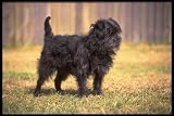 12X16 inch 1 of Top 100 Pedigree Dogs Canvas Art Affenpinsher