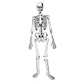 Learning Resources Skeleton Floor Puzzle