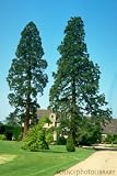 Mini Tree Growing Kit - Giant Sequoia