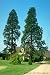 Mini Tree Growing Kit - Giant Sequoia