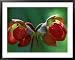 God Rays on Pitcher Plant Blossom, St. Ignace, Michigan, USA Framed Art Poster Print by Claudia Adams, 39x31