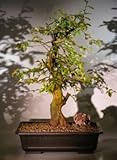 Bonsai Boy's Japanese Flowering Quince Bonsai Tree chaenomles 'texas scarlet' Bonsai Boy's Japanese Flowering Quince Bonsai Tree chaenomles 'texas scarlet'