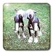 Dogs Chinese Crested Hairless - Chinese Crested Hairless - Light Switch Covers - double toggle switch
