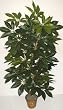 78" Giant Leaf Schefflera Tree