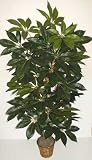 Review Silk Plants Plus  / 78