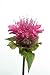 Indiandernessel, Monarda, Didyma - 24