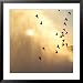Birds Flying Above Niagara Falls, Ontario, Canada Framed Photographic Poster Print by Keith Levit, 31x31