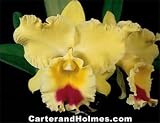 Blc Goldenzelle (photo) x Blc Mem Dorothy Bertsch
